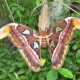Attacus atlas (Papillon Attacus Atlas)