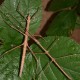 Cuniculina imbriga (Phasme-bâton du Vietnam)