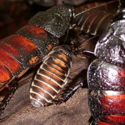 Gromphadorhina portentosa (Blatte souffleuse de Madagascar)