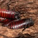 Gromphadorhina portentosa (Blatte souffleuse de Madagascar)