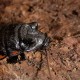 Gromphadorhina portentosa (Blatte souffleuse de Madagascar)