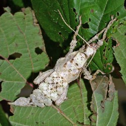 Heteropteryx dilatata (Phasme dilaté)