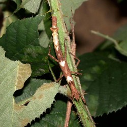 Lamponius guerini (Phasme guadeloupéen de Guérin)