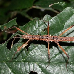 Neohirasea maerens (Phasme épineux du Vietnam)