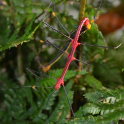 Oreophoetes peruana (Phasme du Pérou)