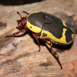Pachnoda sinuata (Cétoine noire et jaune d'Afrique du sud)