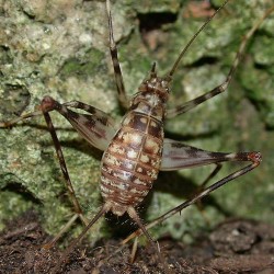 Phaeophilacris bredoi (Grillon cavernicole)