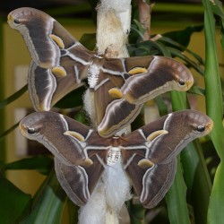 Philosamia ricini (Papillon Bombyx éri)