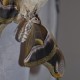 Philosamia ricini (Papillon Bombyx éri )
