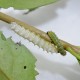 Philosamia ricini (Papillon Bombyx éri )