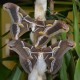 Philosamia ricini (Papillon Bombyx éri )