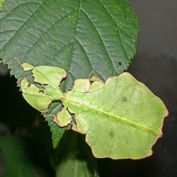 Phyllium giganteum (Phyllie géante de Malaisie)