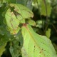 Phyllium giganteum (Phyllie géante de Malaisie)
