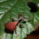 Phyllium giganteum (Phyllie géante de Malaisie)