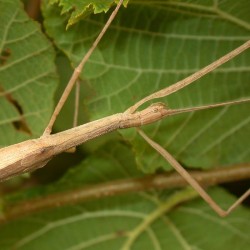Sypiloidea sypilus (Phasme ailé de Madagascar)