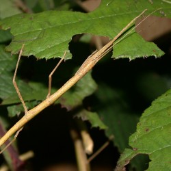 Carausius morosus (Phasme morose ou Bâton du diable)