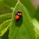 Coccinelles Adalia bipunctata