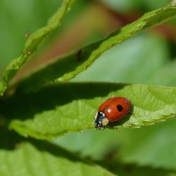 Coccinelles Adalia bipunctata