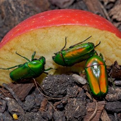 Chlorocala africana (Petite cétoine verte d'Afrique)