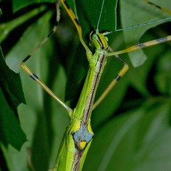 Necroscia annulipes (Phasme vert à pattes annelées)