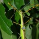 Necroscia annulipes (Phasme vert à pattes annelées)