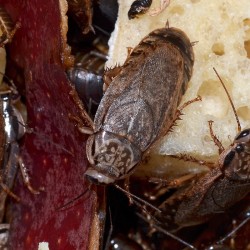 Nauphoeta cinerea (Blatte cendrée d'Afrique)