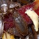 Nauphoeta cinerea (Blatte cendrée d'Afrique)