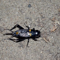 Gryllus bimaculatus (Grillon provençal)