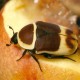 Pachnoda marginata (Cétoine marginée du Kenya)