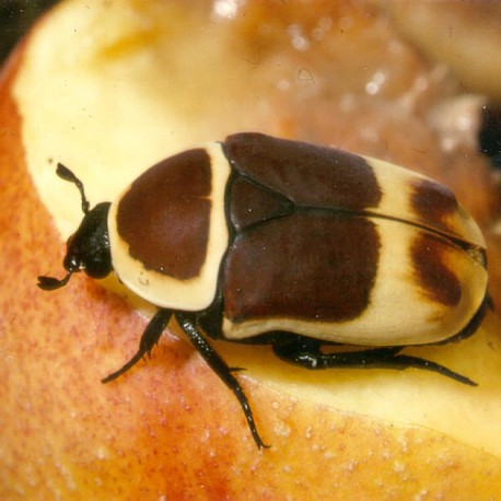 Pachnoda marginata (Cétoine marginée du Kenya)