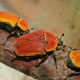 Pachnoda marginata (Cétoine marginée du Kenya)