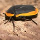 Pachnoda marginata (Cétoine marginée du Kenya)