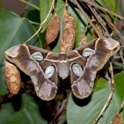 Rothschildia lebeau (Papillon Bombyx Rothschildia de Lebeau)
