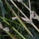 Clonopsis gallica (Phasme gaulois)