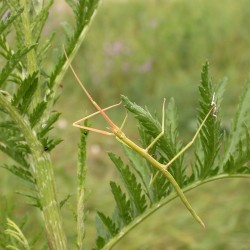 Clonopsis gallica (Phasme gaulois)