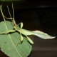 Phyllium philippinicum (Phyllie des Philippines)
