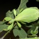 Phyllium philippinicum (Phyllie des Philippines)