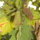 Phyllium philippinicum (Phyllie des Philippines)