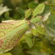 Phyllium philippinicum (Phyllie des Philippines)