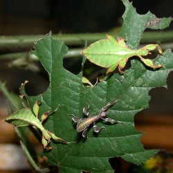 Phyllium philippinicum (Phyllie des Philippines)