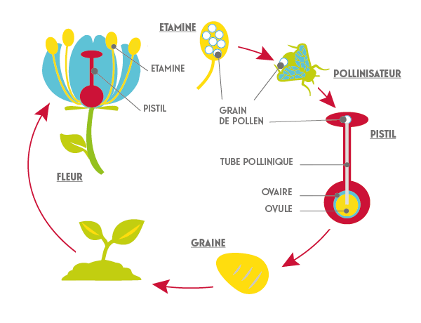 Schéma de la pollinisation